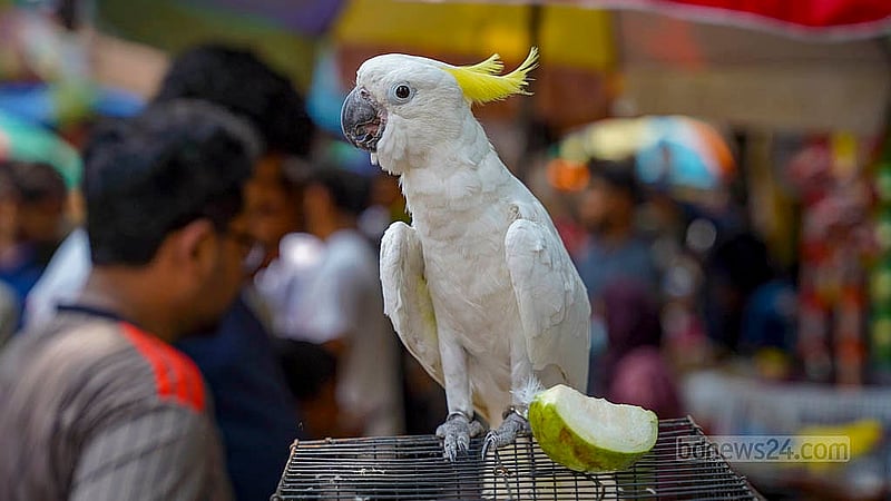 রাজধানীর মিরপুর-১ নম্বরে পাখির হাটে নজরকাড়া কাকাতুয়া, বিক্রেতার এর দাম হাঁকছেন ২ লাখ টাকা