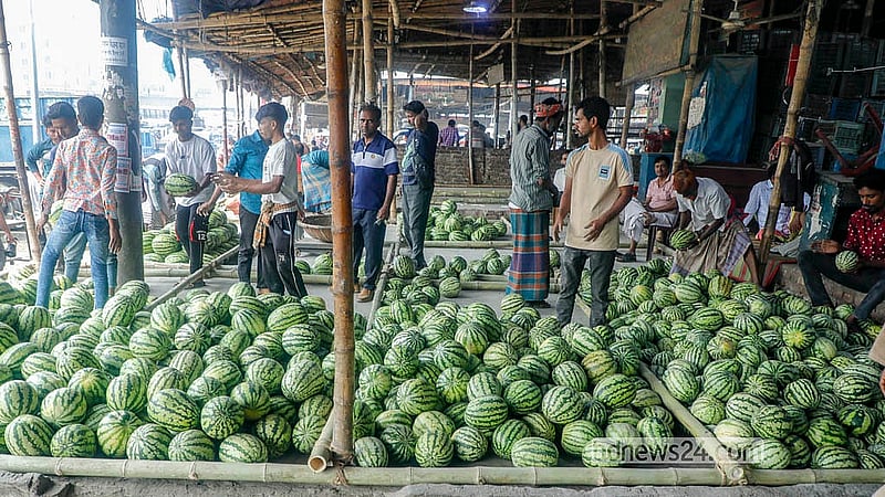 আকার অনুযায়ী আলাদা করে রাখা হচ্ছে তরমুজ। মৌসুম শুরুর আগেই এ ফল বাজারে আসায় চাষিরা দামও পাচ্ছে বেশ। ছবি: আব্দুল্লাহ আল মমীন