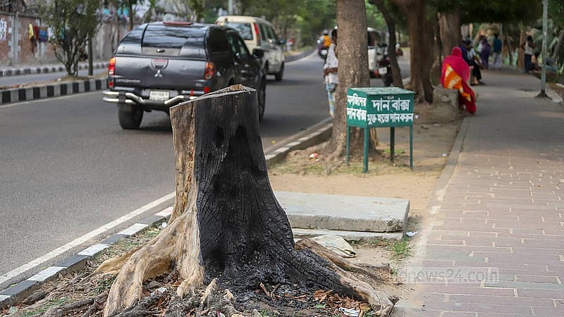 রাজধানীর হাতিরঝিল প্রকল্পের সড়কের পাশে লাগানো হয়েছিল নানা ধরনের গাছ, যার অনেকগুলোই কেটে নেওয়া হয়েছে। ছবি: আব্দুল্লাহ আল মমীন