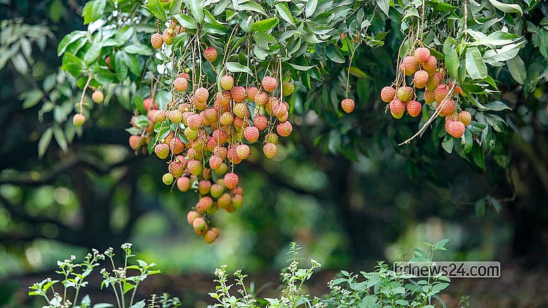 বাজারে আগেভাগে আসে সোনারগাঁওয়ের লিচু। এ এলাকায় ‘বোম্বাই’ ও ‘কদমি’ লিচুর চাষ হয় বেশি