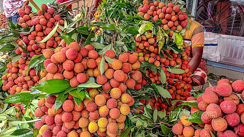 দিনাজপুরের বেদানা লিচু চলতি মাসের শেষে এবং জুনের প্রথমে নামার কথা থাকলেও বিরূপ আবহাওয়াসহ নানা কারণে আগেই বাজারে চলে এসেছে। ছবি: মোরশেদুর রহমান