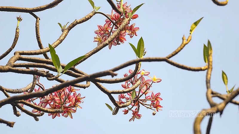 পাতার ফাঁকে ফুটে থাকা সাদা, লাল, গোলাপি আর হলুদাভ রঙের কাঠগোলাপ আরেকটি চমৎকার ফুল গ্রীষ্মের। এই ফুলের সৌন্দর্য্য চোখে পড়ার মতো। ছবি: আব্দুল্লাহ আল মমীন