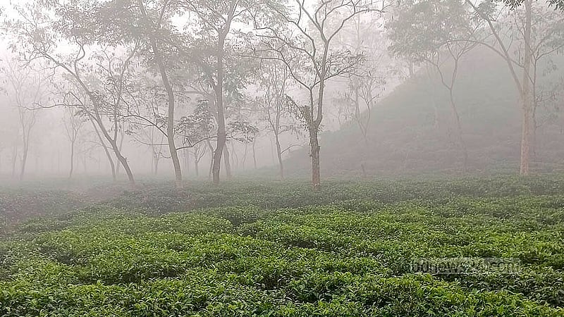 মৌলভীবাজারে চলছে মাঝারি শৈত্যপ্রবাহ। তীব্র শীতে সেখানে ‘বিপর্যস্ত হয়ে পড়েছে’ জনজীবন