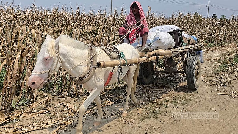 ফরিদপুরের পদ্মার চরে মালবোঝাই ঘোড়ার গাড়ি চালিয়ে যাচ্ছে এক শিশু। ছবি: মফিজুর রহমান শিপন