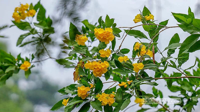 হলুদ ‘ট্যাবেবুইয়া’ ফুল ফুটেছে রাজধানীর রমনা পার্কে। দর্শনার্থীদের অনেকে এ ফুলের সঙ্গে অপরিচিত
