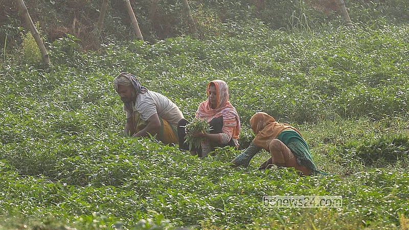 ঢাকার অদূরে ঋষি পাড়ায় পুরুষদের সঙ্গে সমানতালে সবজি ও ফসল চাষাবাদের কাজ করছেন নারীরা। তবে মজুরির বেলায় নারীরা বরাবরই পিছিয়ে