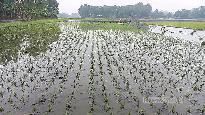 বোরো ধান চাষাবাদের সময় হওয়ায় শীত উপেক্ষা করেই মাঠে নেমেছেন গোপালগঞ্জের কৃষকরা। প্রচণ্ড ঠান্ডার কারণে ধান রোপণে বয়স্কদের মাঠে নামতে নিষেধ করছে কৃষি বিভাগ