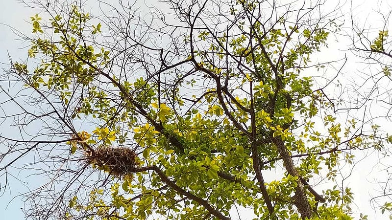 সোনাদীঘির চত্বরের গাছ কাটা হলে হারিয়ে যাবে বহু পাখির বাসা