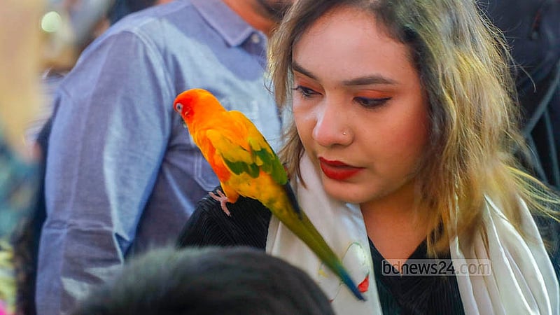 আগারগাঁওয়ে পুরনো বাণিজ্য মেলা মাঠে প্রাণিসম্পদ অধিদপ্তরের প্রদর্শনীতে আনা হয়েছে ‘সান কন্যুর’ পাখি। এই জাতের পাখি প্রতি জোড়া দাম হাঁকা হচ্ছে ৩০ থেকে ৪৫ হাজার টাকা। ছবি: আব্দুল্লাহ আল মমীন