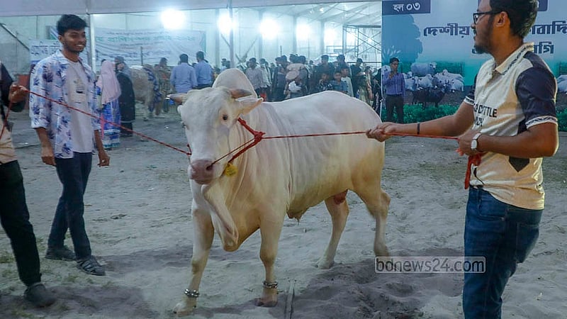 আগারগাঁওয়ে পুরনো বাণিজ্য মেলার মাঠে প্রাণিসম্পদ অধিদপ্তরের প্রদর্শনীতে মেলায় ষাঁড় প্রদর্শন করছে এক খামারি। ছবি: আব্দুল্লাহ আল মমীন