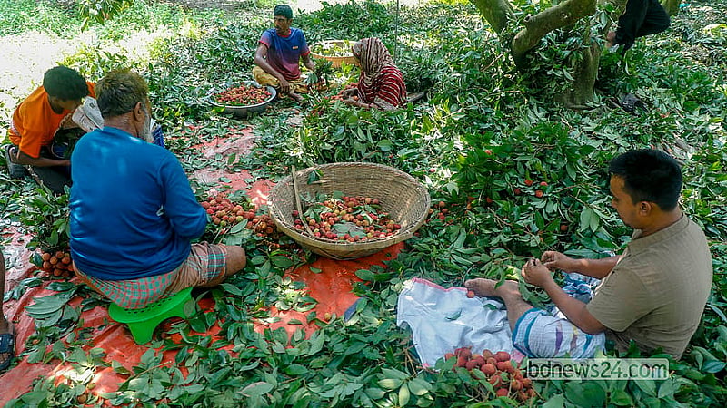 নারায়ণগঞ্জের সোনারগাঁওয়ের একটি বাগানে গাছ থেকে পাড়া লিচু বাছাই করছেন চাষিরা