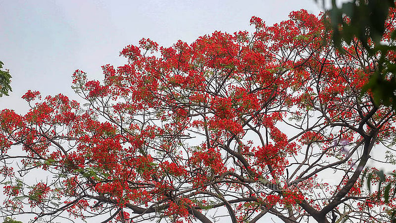 গ্রীষ্মের দাবদাহের মাঝে রঙ ছড়াচ্ছে কৃষ্ণচুড়া। ঢাকা বিশ্ববিদ্যালয়ে রয়েছে অনেক কৃষ্ণচুড়া গাছ।  ছবি: আব্দুল্লাহ আল মমীন