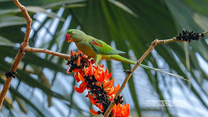 ঢাকা বিশ্ববিদ্যালয়ের শহীদুল্লাহ হল পুকুরপাড়ের পলাশ গাছে রোজ দেখা মিলছে টিয়া পাখির