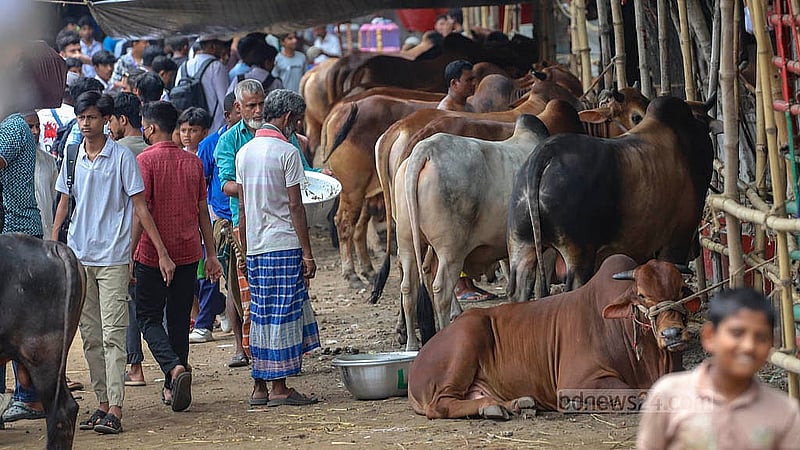 রাজধানীর পোস্তগোলা শ্মশানঘাট হাটে গরু দেখতে মানুষের ভিড়। আনুষ্ঠানিকভাবে হাট বসতে সপ্তাহখানেক বাকি থাকলেও অনেক ব্যাপারি হাটে গরু আনতে শুরু করেছেন।  ছবি: আব্দুল্লাহ আল মমীন