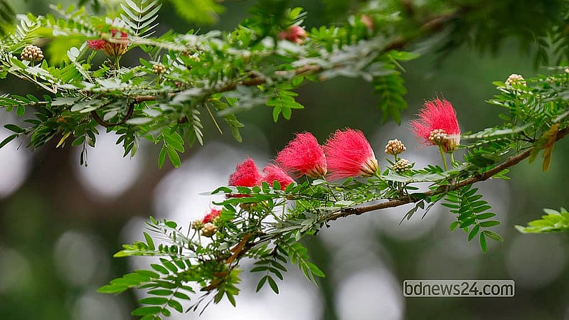 লাল ঝুমকা ফুলও (ক্যালিয়ান্ড্রা) ফুটেছে রাজধানীর রমনা পার্কে