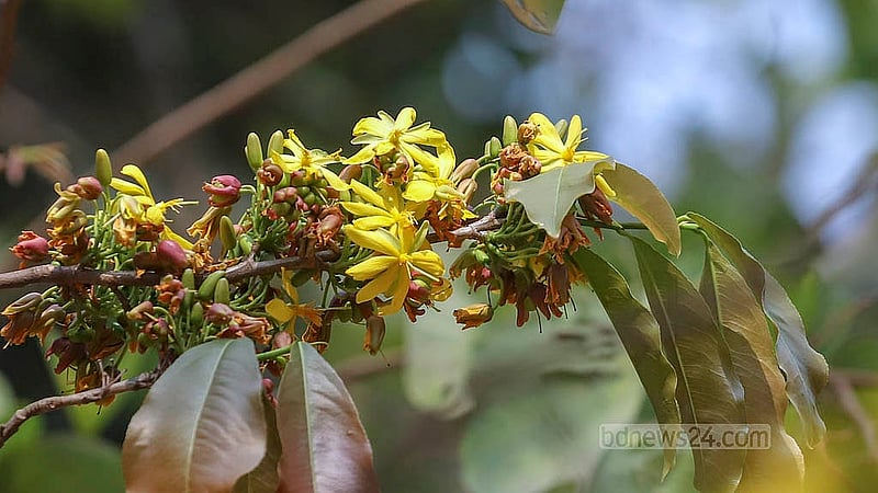 ‘কনকচাঁপা’- অসম্ভব সুন্দর আর ঘ্রাণের এই ফুল। ঢাকা বিশ্ববিদ্যালয়ের চারুকলা অনুষদ থেকে তোলা। ছবি: আব্দুল্লাহ আল মমীন