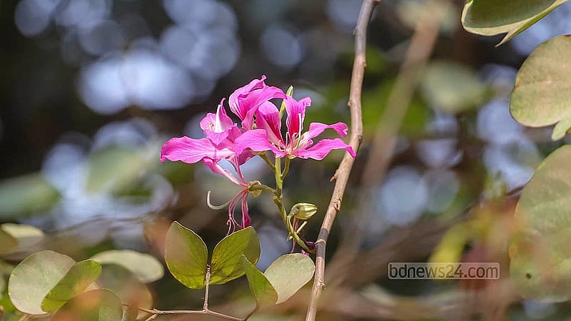 দেবকাঞ্চন ফুলের ছবি ঢাকা বিশ্ববিদ্যালয়ের চারুকলা অনুষদ থেকে তোলা। ছবি: আব্দুল্লাহ আল মমীন
