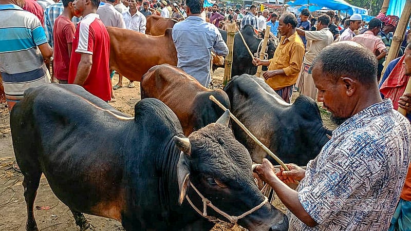 দিনাজপুরে কোরবানির পশুর হাটগুলোতে বড় গরুর চেয়ে ছোট ও মাঝারি আকারের গরুর চাহিদা বেশি, বলছেন বিক্রেতারা।