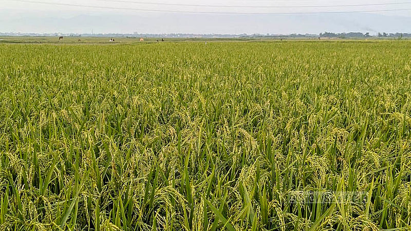 সুনামগঞ্জের বিস্তীর্ণ হাওর জুড়ে এখন আধাপাকা বোরো ধান। আর কয়েকটা দিন গেলে সেগুলো পুরোপুরি কাটার উপযোগী হবে। এরপর তা উঠবে কৃষকের গোলায়। ছবি: শামীম শামস