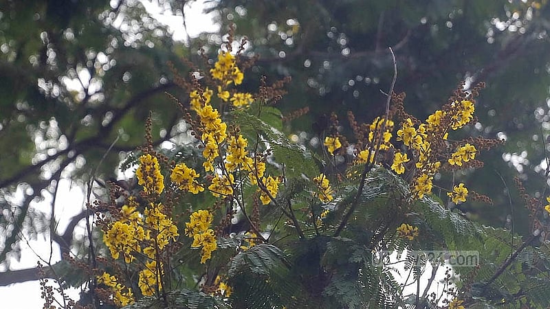 ‘কনকচূড়া’, উজ্জ্বল রঙের এই ফুল বর্ণিল গ্রীষ্মের প্রকৃতিতে। ছবি: আব্দুল্লাহ আল মমীন