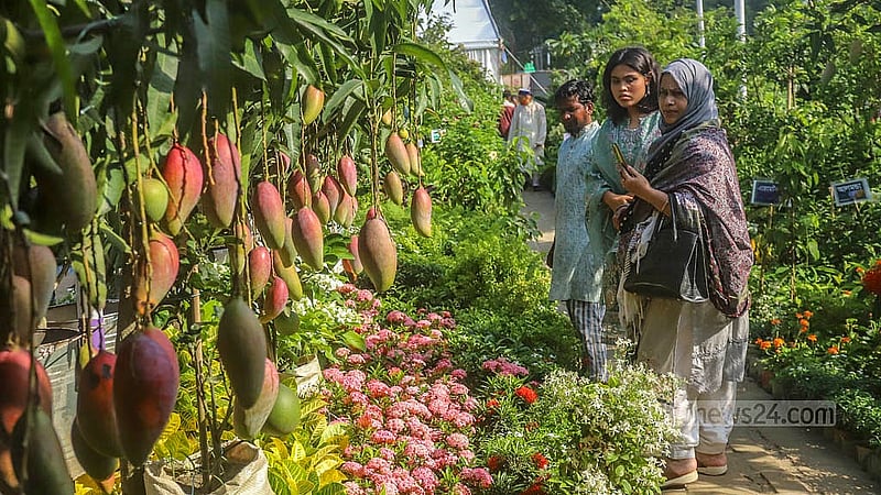 ঢাকার শেরে বাংলা নগরে জাতীয় বৃক্ষমেলায় আমগাছ দেখছেন ক্রেতা-দর্শনার্থীরা। ছবি: আব্দুল্লাহ আল মমীন