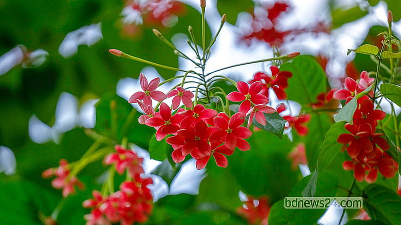 মধুমালতী বা মধুমঞ্জরী ফুল ফোটে গ্রীষ্ম ও বর্ষায়। রমনা পার্কে রয়েছে অনেক মধুমালতী গাছ