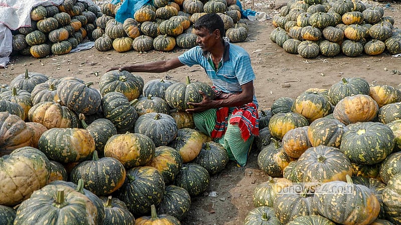 মুন্সীগঞ্জের আড়িয়াল বিলে চাষ করা মিষ্টি কুমড়া পুরান ঢাকার শ্যামবাজারে সাজাতে ব্যস্ত একজন। ছবি: আব্দুল্লাহ আল মমীন