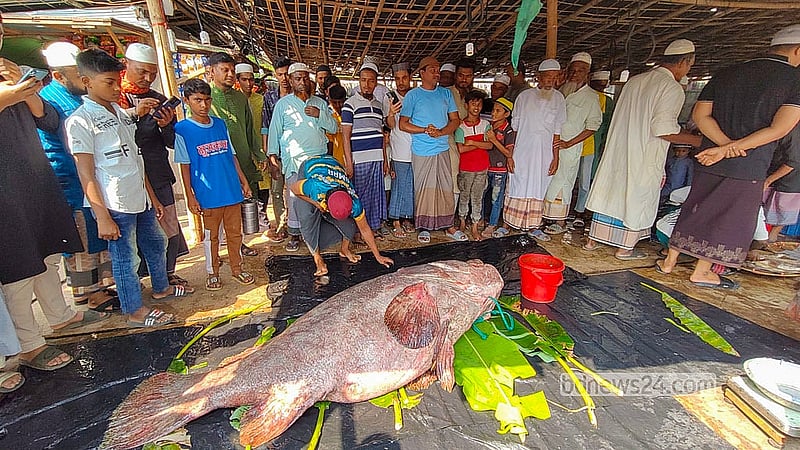 টেকনাফ পৌরসভার লামার বাজারের আবু মুছার আড়তে জেলেদের কাছ থেকে ২ লাখ ৫৫ হাজার টাকায় ভোল মাছটি কিনে নেন স্থানীয় দুই ব্যবসায়ী