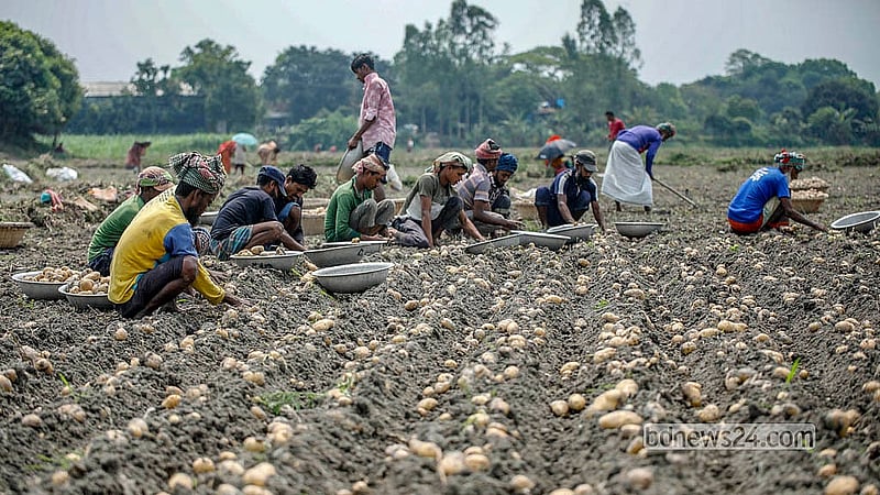 মুন্সীগঞ্জের সিরাজদিখান উপজেলার তিনগাঁও এলাকায় ক্ষেত থেকে আলু তুলছেন শ্রমিকরা