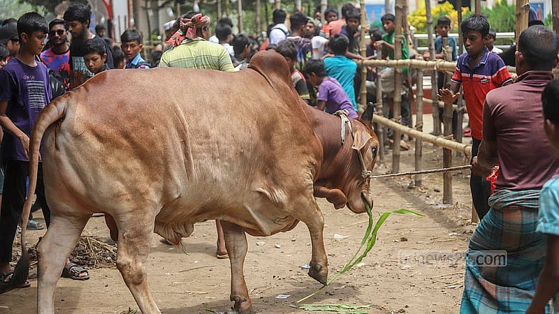 রাজধানীর পোস্তগোলা শ্মশানঘাট হাটে গরু দেখতে মানুষের ভিড়। আনুষ্ঠানিকভাবে হাট বসতে সপ্তাহখানেক বাকি থাকলেও অনেক ব্যাপারি হাটে গরু আনতে শুরু করেছেন।  ছবি: আব্দুল্লাহ আল মমীন