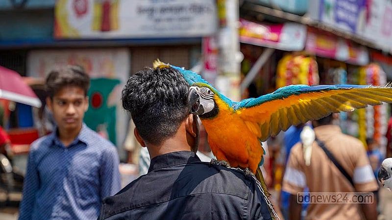 রাজধানীর মিরপুরে পাখির হাটে একটি ম্যাকাও পাখির দাম হাঁকা হয় ৩ লাখ টাকা