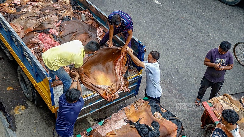 ঢাকার সাইন্সল্যাব মোড়ে চামড়া কিনে ট্রাকে তুলছেন মওসুমি ব্যবসায়ীরা, যা তারা বিক্রি করবেন ট্যানারির কাছে। ছবি: মাহমুদ জামান অভি