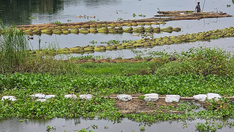 বর্ষা এলেই পাট জাগ দেওয়া আর আঁশ ছাড়ানোর কাজ শুরু হয়ে যায় ফরিদপুর অঞ্চলে। ছবি:শেখ মফিজুর রহমান শিপন
