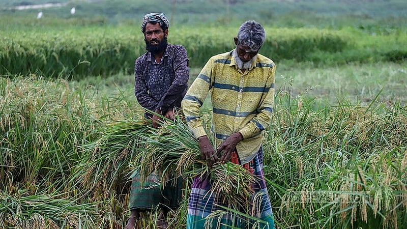 ঢাকার কেরাণীগঞ্জে এরই মধ্যে ধান কাটা শুরু করে দিয়েছেন কৃষকরা। ছবি: আব্দুল্লাহ আল মমীন