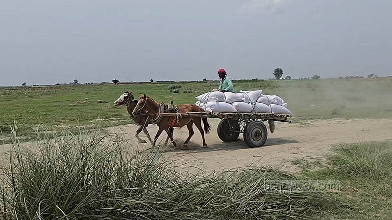 ফরিদপুরের চরভদ্রাসন উপজেলায় পদ্মার চরে মালামাল নিয়ে ধুলো উড়িয়ে ছুটছে ঘোড়ার গাড়ি। ছবি: মফিজুর রহমান শিপন