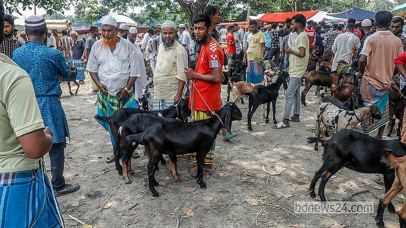 নারায়ণগঞ্জের সোনারগাঁও উপজেলার কাইকারটেক হাটে বিক্রির জন্য ছাগল নিয়ে এসেছেন অনেকে। সামনে কোরবানি থাকায় বেচাকেনাও বেড়েছে। ছবি: আব্দুল্লাহ আল মমীন