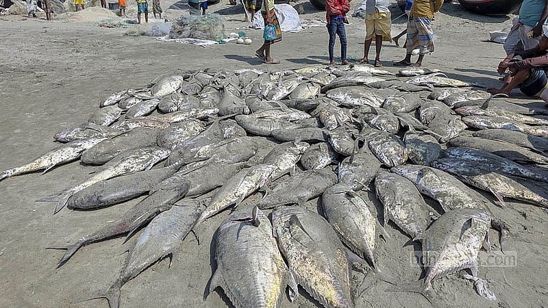 শাহপরীর দ্বীপ এলাকায় সাগরে শুক্রবার এরশাদুল্লাহ মাঝির জালে ধরা পড়ে ‘নাগু মাছ’। কেজি প্রতি মাছ ৫০০ থেকে ৫৫০ টাকা দরে বিক্রি করা হয়