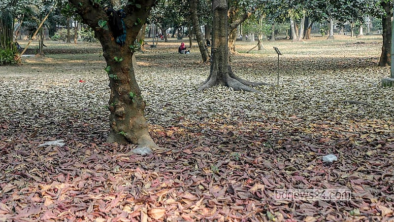 শীতের শেষ দিকে পাতা ঝরছে রমনা পার্কে। প্রকৃতি যেন হলদে চাদর বিছিয়ে দিচ্ছে