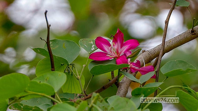 রাজধানীর রমনা পার্কে ফুটেছে ‘দেবকাঞ্চন’
