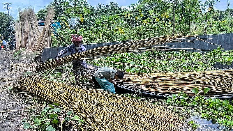 মাদারীপুর সদর উপজেলার খোয়াজপুর ইউনিয়নে জাগ দেওয়ার জন্য পাট নেওয়া হয়েছে নদীর পাড়ে। ছবি: রিপন চন্দ্র মল্লিক