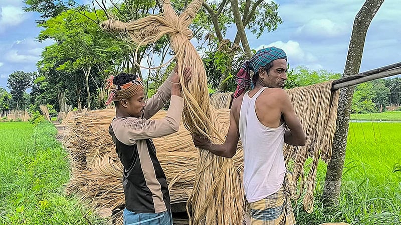 এবার পাট চাষ করে খুশি মাদারীপুর সদর উপজেলার খোয়াজপুর ইউনিয়নের পখিরা গ্রামের কৃষকরা। ছবি: রিপন চন্দ্র মল্লিক
