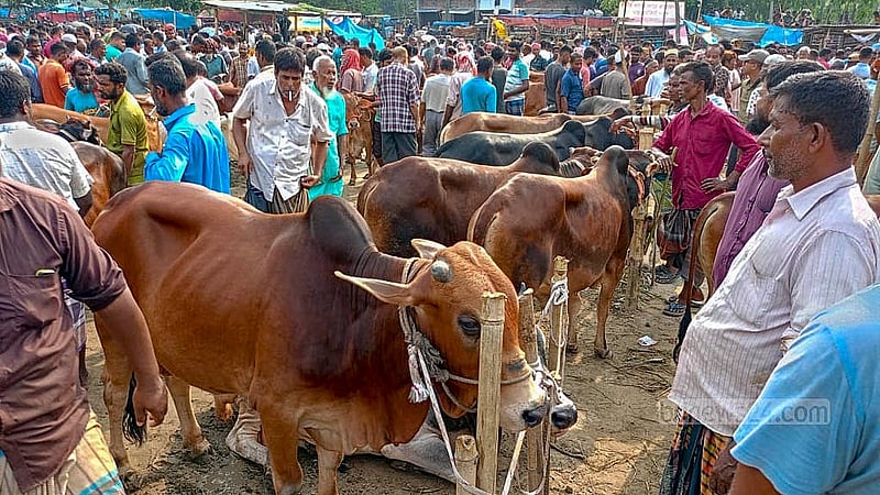দিনাজপুরে জমে উঠেছে কোরবানির পশুর হাট। ঈদের সময় ঘনিয়ে আসায় হাটে ক্রেতা সমাগম বেড়েছে।