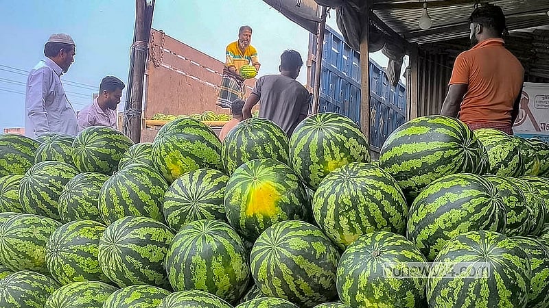 মাদারীপুর মস্তফাপুর ফলের আড়তে তরমুজ সংগ্রহের কাজে ব্যস্ত ব্যবসায়ী ও শ্রমিকরা