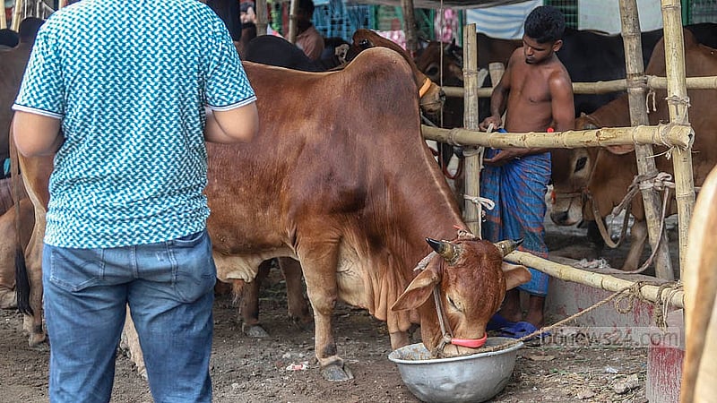 রাজধানীর পোস্তগোলা শ্মশানঘাট হাটে একটি গরুকে ওষুধ খাওয়াচ্ছেন পরিচর্যাকারীদের একজন।  ছবি: আব্দুল্লাহ আল মমীন