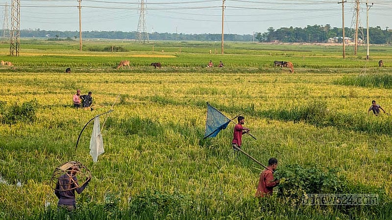 সুনামগঞ্জের হাওরে অনেক ক্ষেতের ধান পেকে গেছে। কৃষকেরা সবার আগে সেগুলো কেটে ফেলছেন। ছবি: শামীম শামস