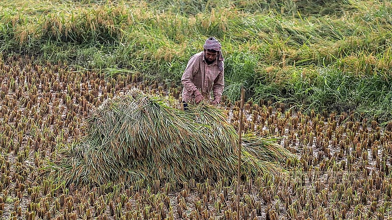 ঢাকার কেরাণীগঞ্জে এবার ধানের ফলন বেশ ভালো। কারণ হিসেবে অনুকূল আবহাওয়ার কথা বলছেন কৃষকরা। ছবি: আব্দুল্লাহ আল মমীন