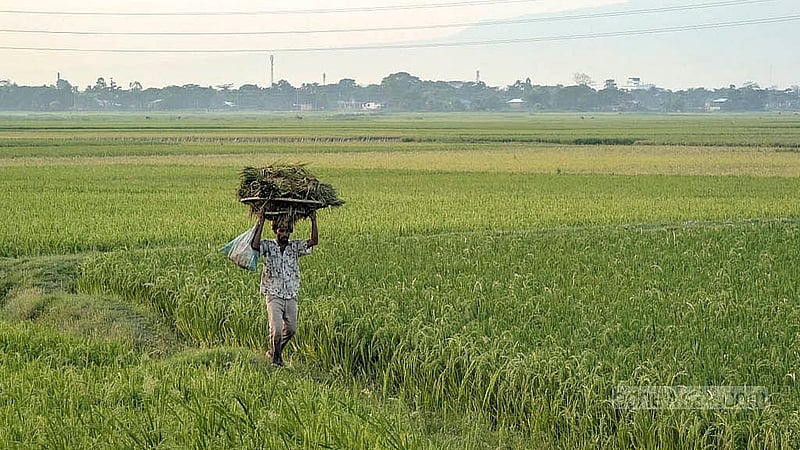 হাওরের বিস্তীর্ণ এলাকায় আধাপাকা বোরো ধান আরও পরিপক্ব হয়ে সোনালি রঙ নিচ্ছে। কৃষকেরা এখন ক্ষেতের আইলে হাঁটছেন, আর দিন গুনছেন ধান কাটার। ছবি: শামীম শামস