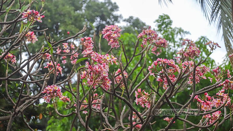 পাতার ফাঁকে ফুটে থাকা সাদা, লাল, গোলাপি আর হলুদাভ রঙের কাঠগোলাপ আরেকটি চমৎকার ফুল গ্রীষ্মের। এই ফুলের সৌন্দর্য্য চোখে পড়ার মতো। ছবি: আব্দুল্লাহ আল মমীন