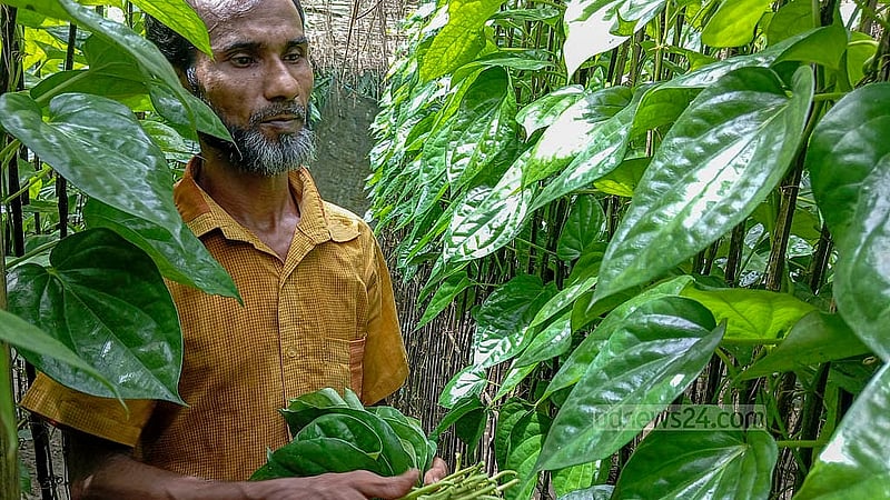 চাঁপাইনবাবগঞ্জের বালিয়াডাঙ্গা ইউনিয়নে বরজ থেকে পান তুলছেন এক চাষী। এবারের পানের দাম এক দশকের মধ্যে সবচেয়ে কম, বলছেন চাষিরা। ছবি: আবুল হায়াত শাহীন
