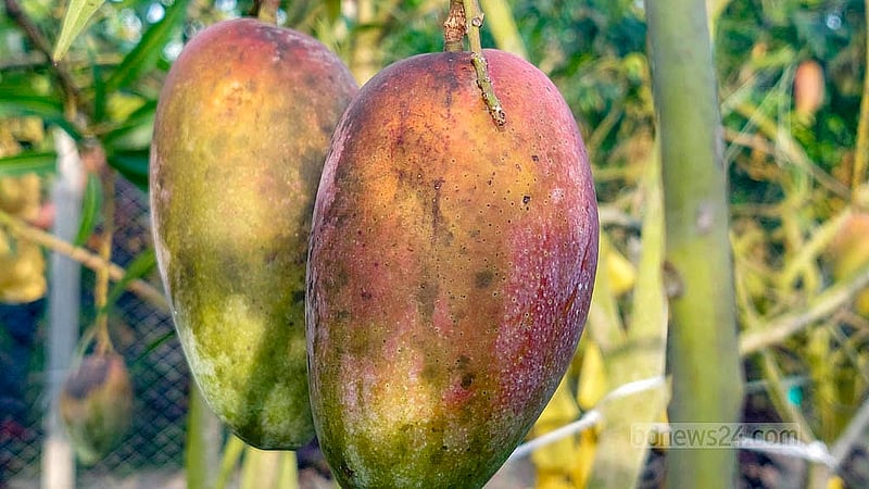 চাঁদপুর সদর উপজেলার কৃষি উদ্যোক্তা হেলাল উদ্দিন ডাকাতিয়া নদীর পাড়ে পরিত্যক্ত ইটভাটার জমিতে ৫৭ জাতের বিদেশি আম চাষ করে সফল হয়েছেন।ছবি: শোভন আল ইমরান